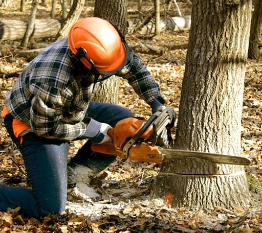 Tree Removal in Glen Ferris, WV